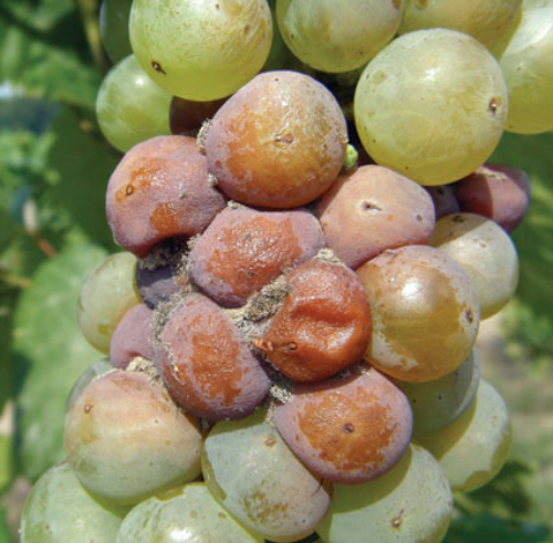  Grayish mold develops on infected berries. 