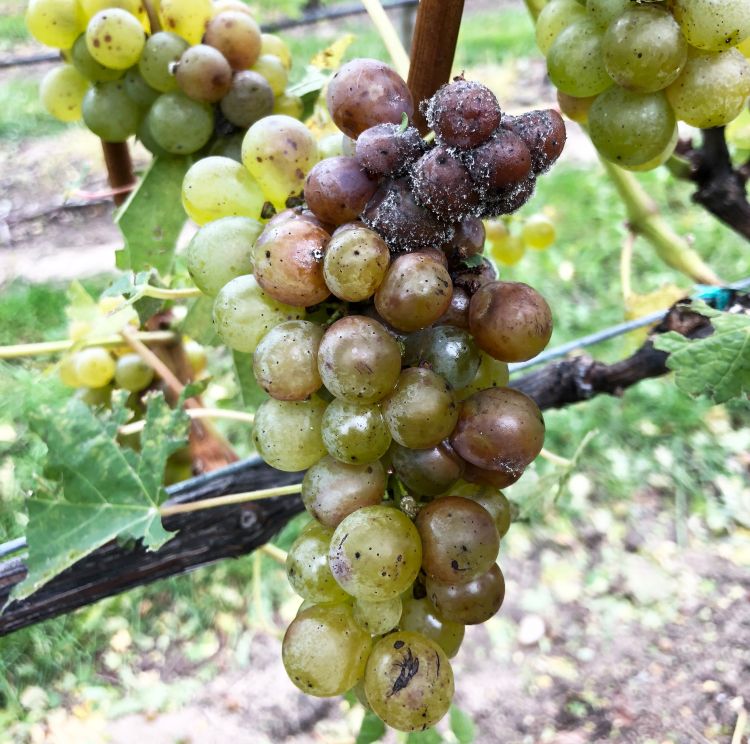 Botrytis bunch rot on a Riesling grape cluster