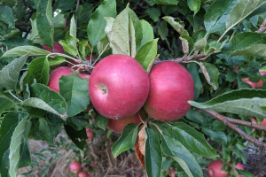 Grand Rapids area apple maturity report – Sept. 29, 2021