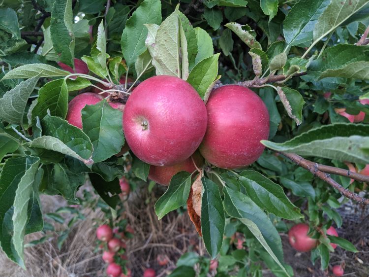 Red apples hanging from a tree.