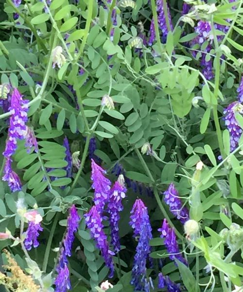 Cow vetch is a vibrant plant covered in bright purple, violet and lavender flowers. It can also attract beneficials, pollinators and butterflies. Photos: Patrick Voyle.