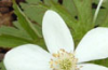 Canada Anemone