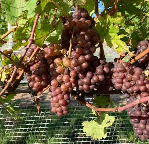 MSU vineyard IPM scouting report – Oct. 9, 2019