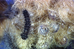 Spongy Moth Life Cycle