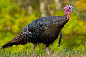 Wildlife Damage Management Series for Midwestern Farmers, Wild Turkeys