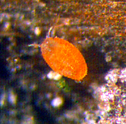  Nymphs (crawlers) are oval and white to orange. 