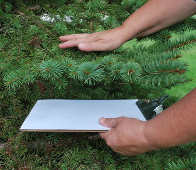 A Christmas tree grower learns how to sample for spruce spider mites at one of the training efforts funded to improve IPM.