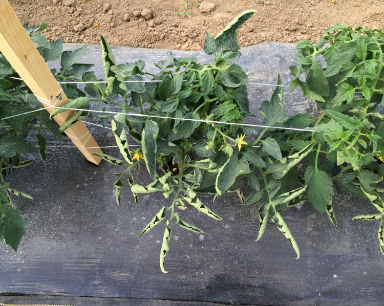 Leaf curl in tomato is a physiological symptom with multiple overlapping causes, including moisture stress, sunlight intensity and sometimes pruning. Yields are unaffected. Photo: Hal Hudson, MSU Extension.