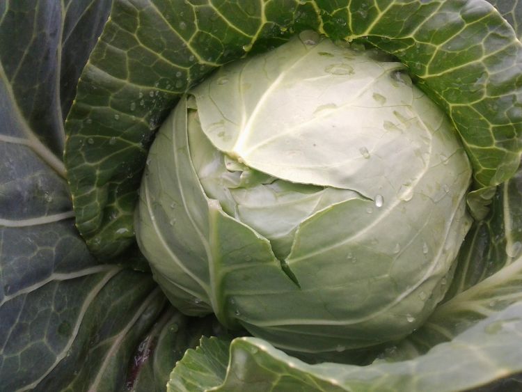 Head split in cabbage caused by too much moisture.
