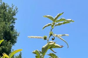 Michigan chestnut crop report for the week of July 19, 2021