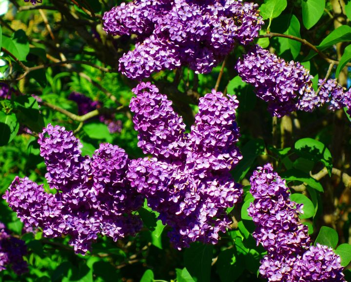 Get Wallpaper Lilac An Old Fashioned Favorite Shrub Msu Extension For Android Free