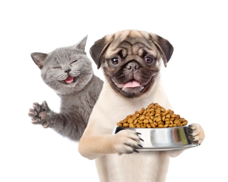 Kitten with puppy holds bowl with dry food.