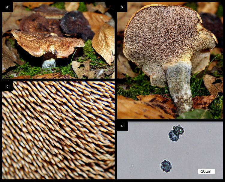 a) Picture showing habitat where this mushroom was found amongst Oak and beech trees with moss. b) Picture of the underside of the mushroom showing the blue-black stipe. c) A closer view of the distinctive toothed hymenium of S. scabrosus. d) Spores of this fungi are small and warty.