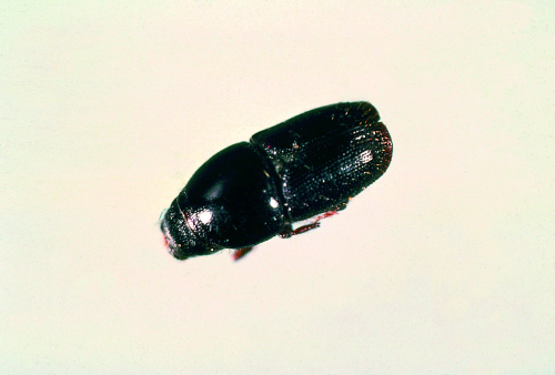  Adult is stocky with a hard, black body. 