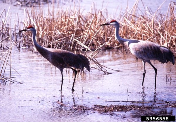 Sandhill Crane National Wildlife Federation >> Sandhill Crane Crop Damage Program Offered April 18 In Escanaba Sandhill Crane National Wildlife Federation >> Sandhill Crane Crop Damage Program Offered April 18 In Escanaba
