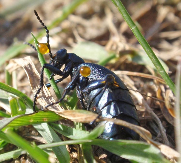 The yellow liquid that oozes from the joints when threatened is what gives this beetle the common name “oil beetle.” Skin contact with this liquid causes blisters in humans and other vertebrates. All photos: Nate Walton, MSU Extension.