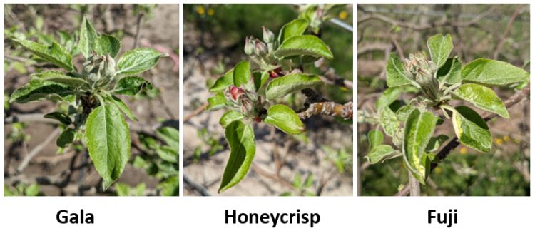 Gala, Honeycrisp and Fuji apple buds.