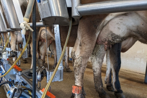 Investing in excellence: Milk quality and udder health training insights