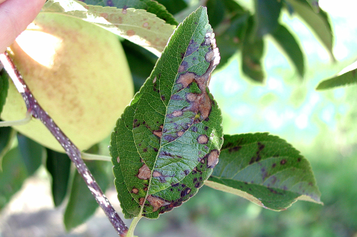 Medium to large, irregular necrotic lesions occur on mature leaves. 