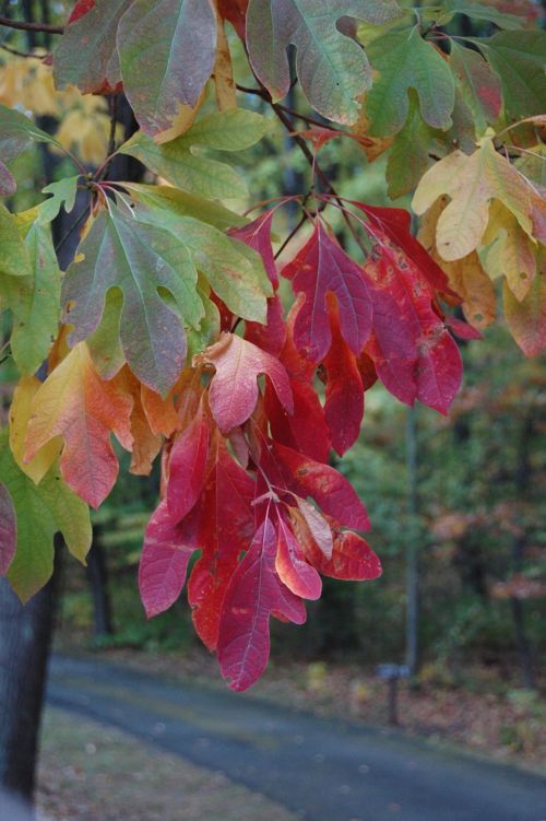 Sassafras trees.