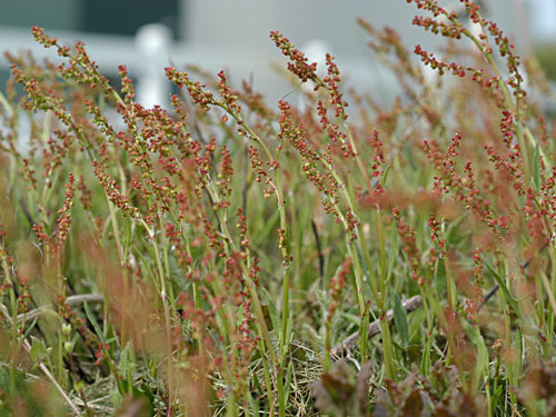  red sorrel3.jpg 