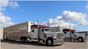 Protect your swine herd by washing and disinfecting vehicles returning from processing plants, buying stations or other farms