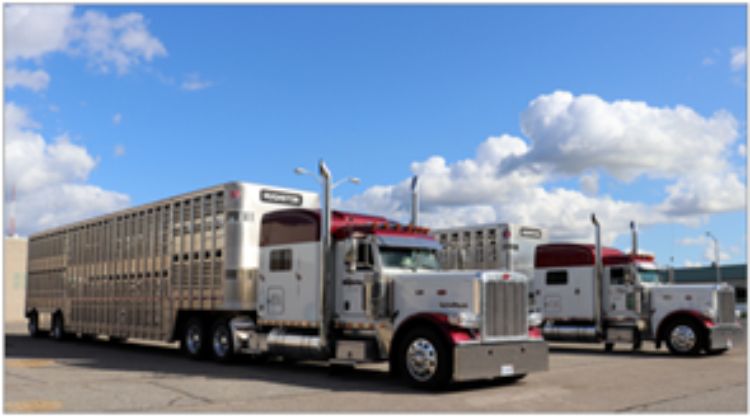 Two semi trucks with livestock trailers