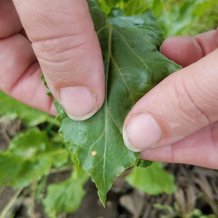 Cercospora leaf spot on sugarbeet