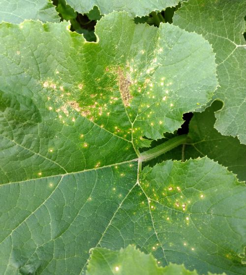 Bacterial leaf spot symptoms include yellow, hallowed spots, spreading into brown brittle areas on leaves. Leaves can become tattered. All photos by Ben Phillips, MSU Extension.