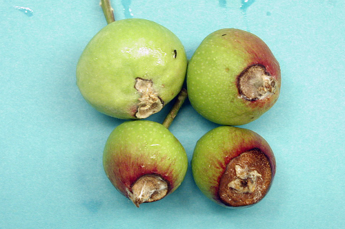 Lesions are centered about the calyx.