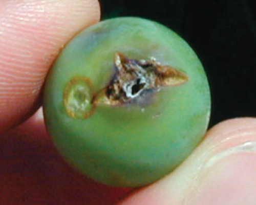  Second generation larvae feed on the expanding berries, and feeding sites are visible as holes. 