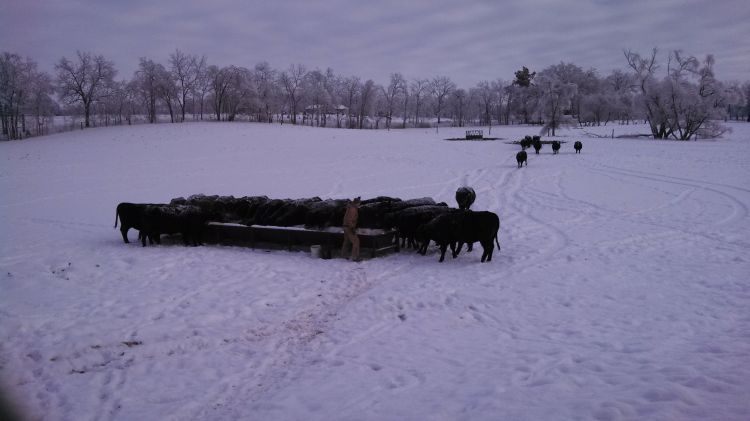 Beef cows huddled together