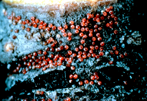  Eggs are red and laid mostly on the underside of leaves. 