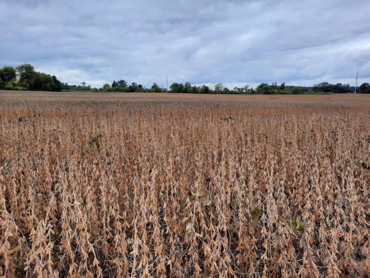 soybean field ready for harvest