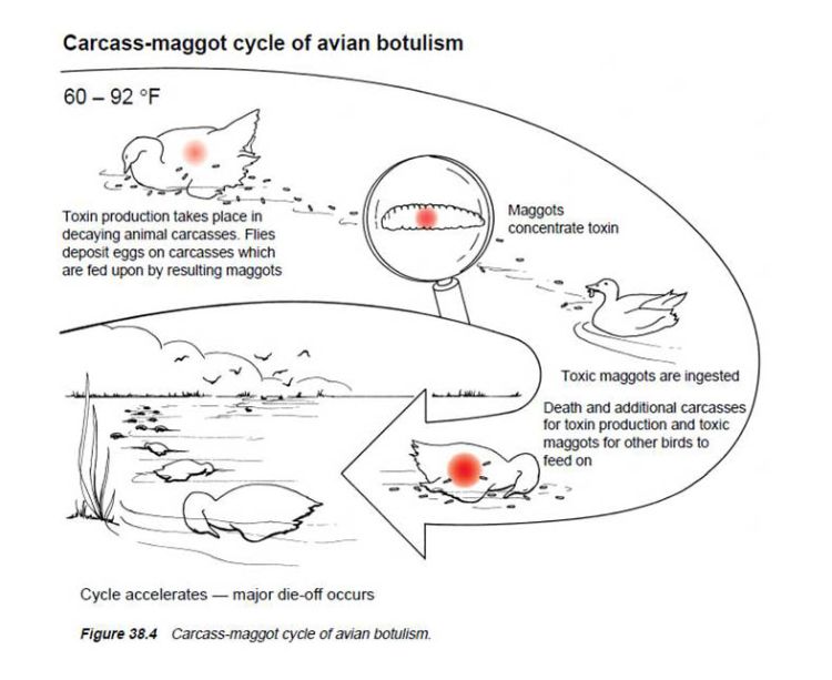 Carcass-maggot cycle of avian botulism. Photo credit: Field Manual of Wildlife Disease – General Field Procedures and Diseases of Birds; The USGS National Wildlife Health Center