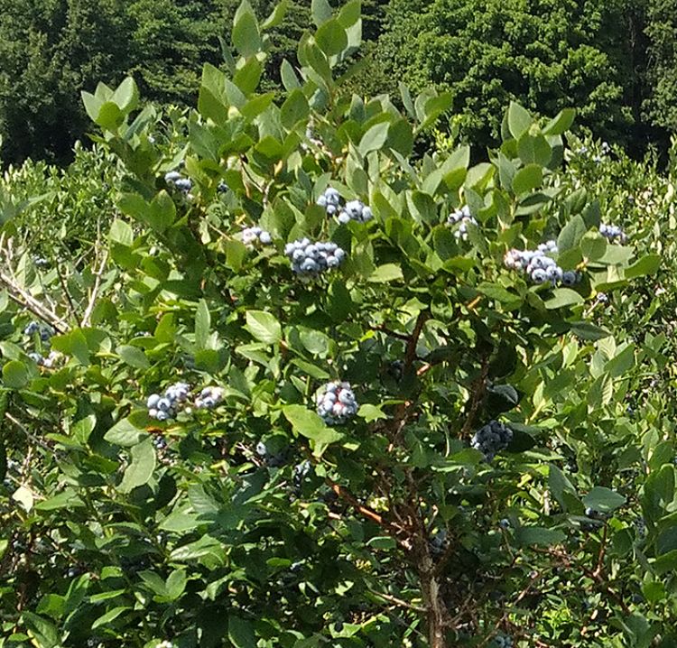 Bluecrop blueberries growing on a bush.