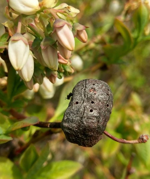 A gall that was formed last season showing multiple emergence holes, with a newly emerged gall wasp perched on the left of the gall. Photo by Rufus Isaacs, MSU.