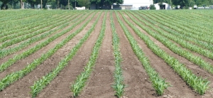 Southwest Michigan field crops update – June 9, 2022