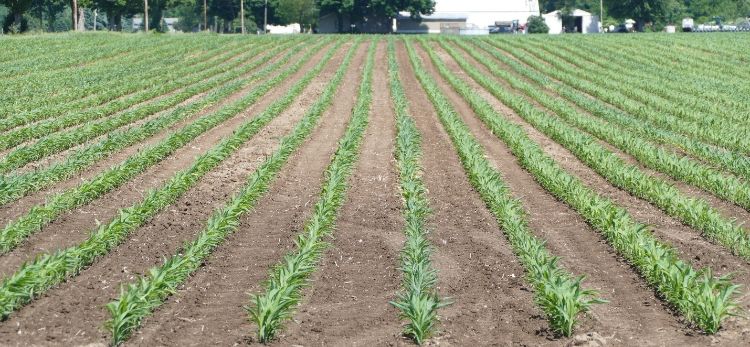 Corn emerging from field.