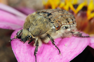 Bumble flower beetles: Not your typical grub