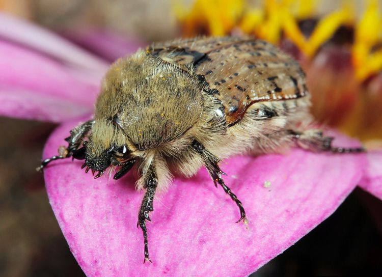 Bumble flower beetle. Photo credit: Joseph Berger, Bugwood.org