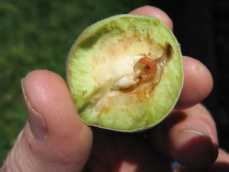 A peach cut in half with an oriental fruit moth larvae laying on top.