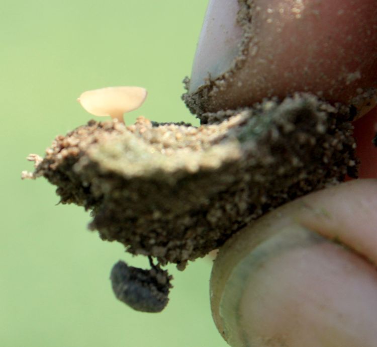 White mold below soil with mushroom on surface. All photos by Martin Chilvers, MSU