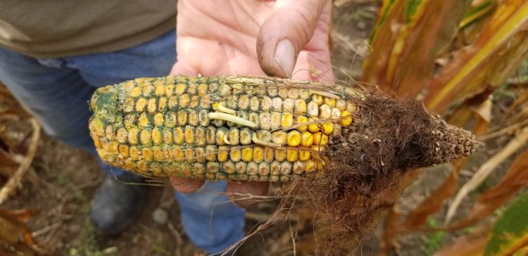 Fusarium and Trichoderma ear rot