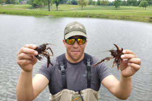 Fisheries and wildlife researcher partners with MDNR to study red swamp crayfish