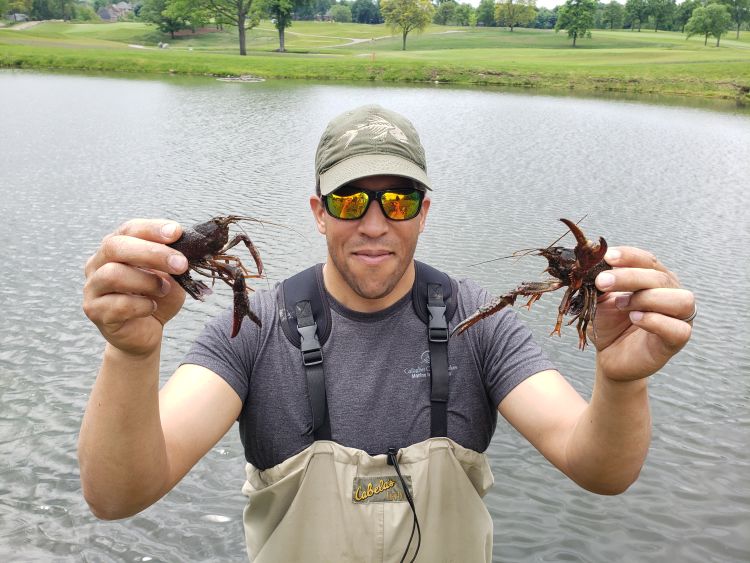 MSU Department of Fisheries and Wildlife researcher Brian Roth holds red swamp crayfish. Roth is researching ways to control the invasive species.