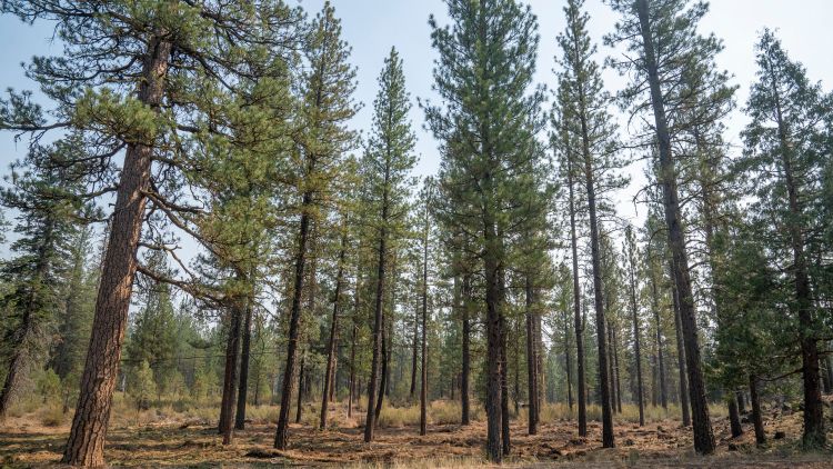 Thinned area in the Lassen National Forest. USDA Forest Service photo by Cecilio Ricardo.