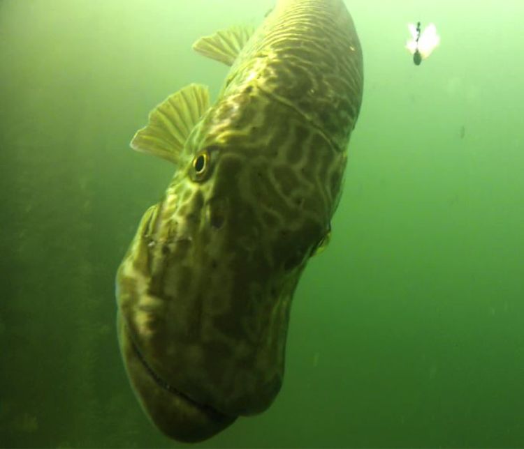 The tiger musky is king of its domain. This one was filmed in a private lake in Mason County, Michigan. Photo: Dan O'Keefe | Michigan Sea Grant