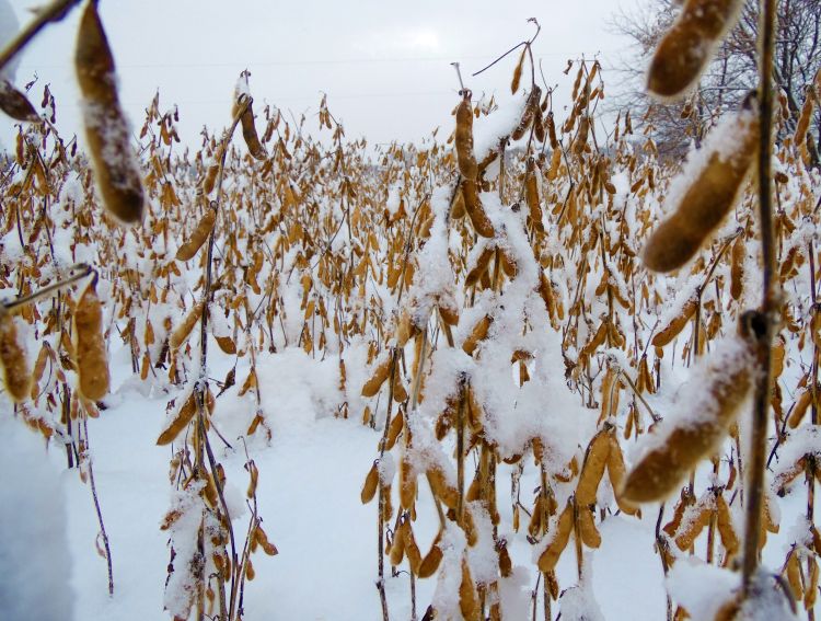 Snow cover on late-maturing soybeans in 2014.
