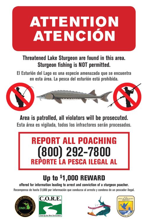 Lake Sturgeon Report All Poaching Sign. Photo credit: Michigan Dept of Natural Resources
